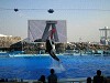 img_1290_thumb.jpg