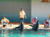 dsc05413_thumb.jpg
