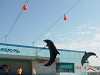 dsc05420_thumb.jpg