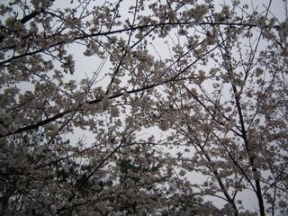 2006-04-05 06:51:32