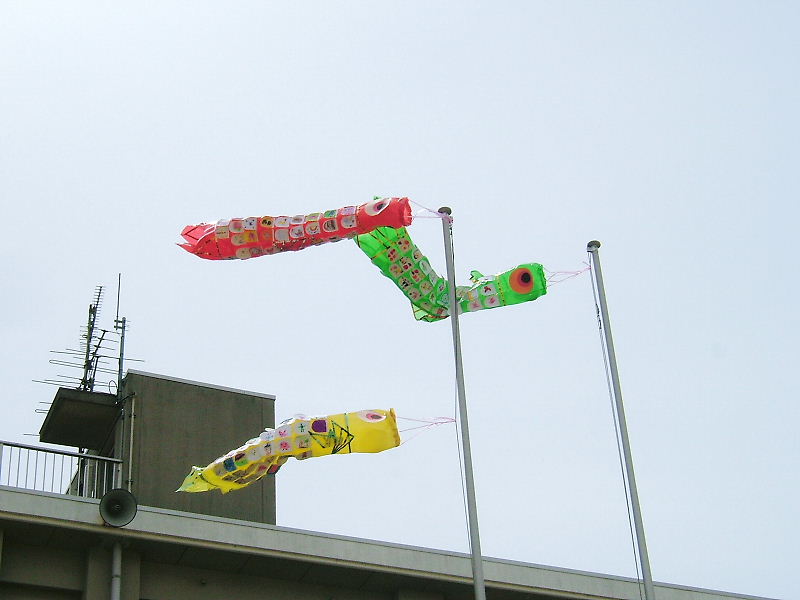02koi08.jpg